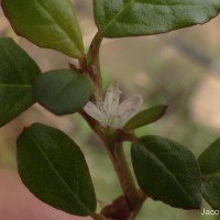 Trianthema portulacastrum L.